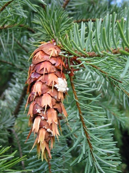 douglas fir